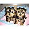 Free-charming-teacup-yorkie-puppies-available-now