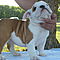 English-bulldog-puppies-ready-for-new-homes