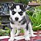 Well-trained-siberian-husky-puppies