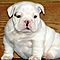 Adorable-bulldog-puppies