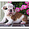 Akc-english-bulldog