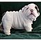 Quality-english-bulldog-puppies