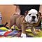 Akc-english-bulldog-pups-will-hold-for-christmas