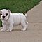 Adorable-english-bulldog-puppies-8-weeks-old